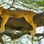 Big five Of Africa