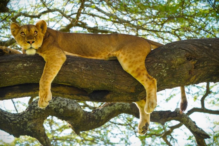 Big five-Lion-Mateys Wild Tours