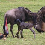 10 Reasons in detail Why to see Wildebeest Calving Season?