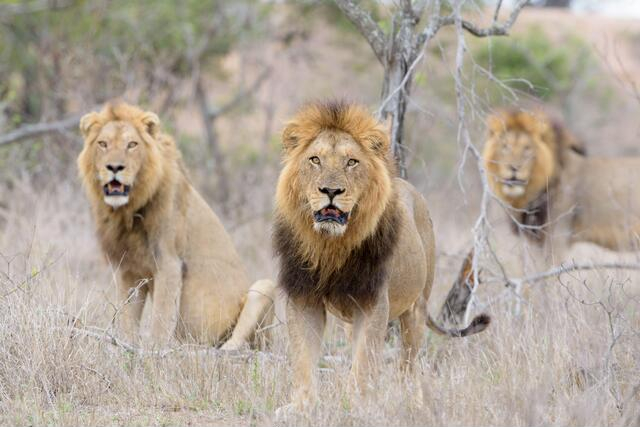 Lion African Big Five