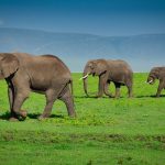 Despite in Ngorongoro and conservation success story!!