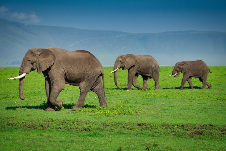 Big Five Elephant-Mateys Wild Tours
