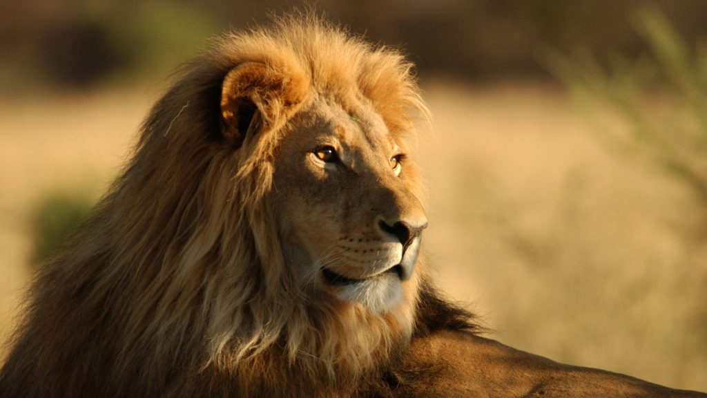 Big Five-Lion-Mateys Wild Tours