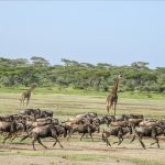 Why Serengeti is the Must visit destination ?