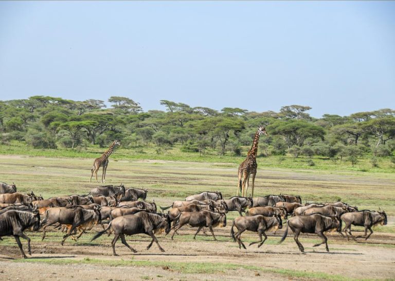 Why Serengeti is the must visit destination -Mateys Wild Tours