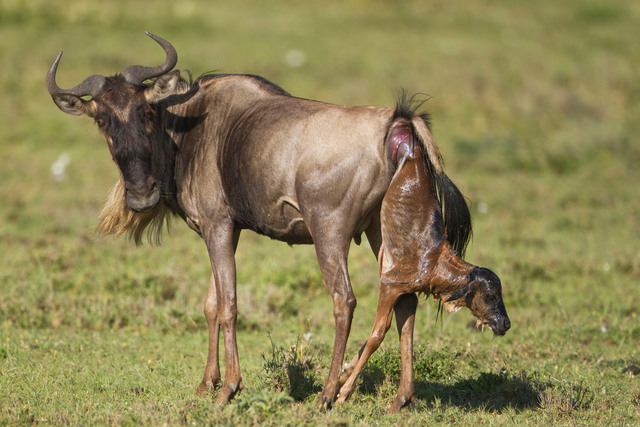 Wildebeest Calving Season