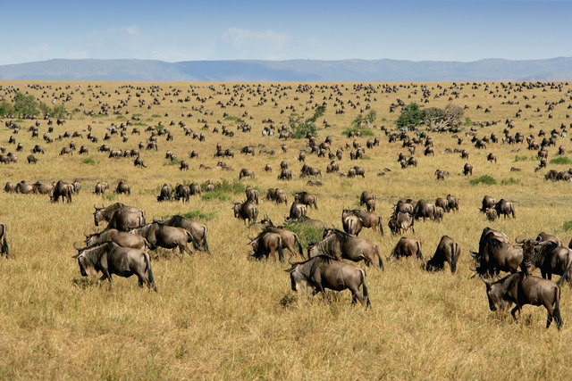 Wildebeest Calving Season in Ndutu