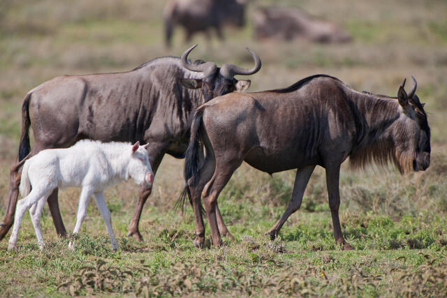 Wildebeest Calving Season in Ndutu