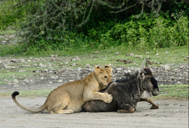 Wildebeest Calving Season in Ndutu