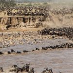 15 reasons why Serengeti shall not die ?
