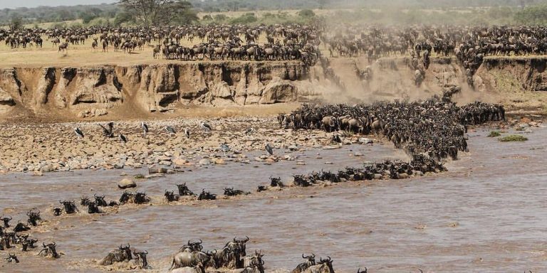 Safari Photo- Mateys Wild Tours