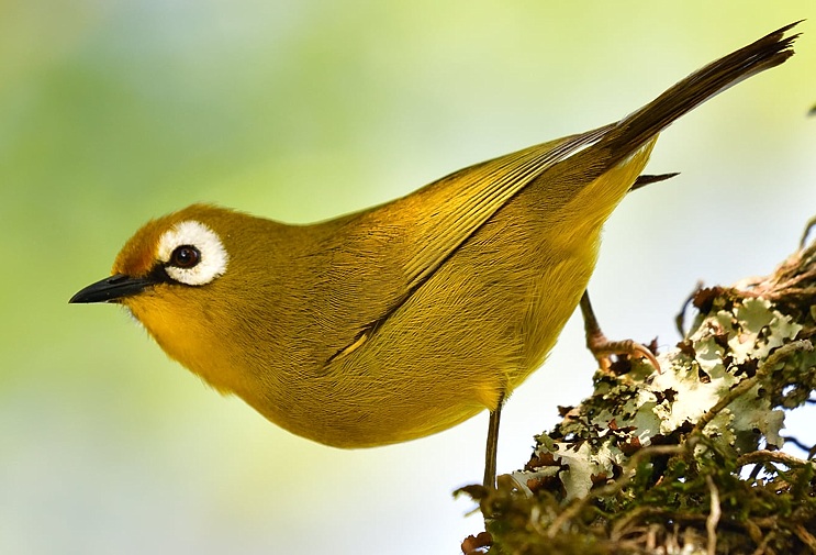 Activities in Kilimanjaro-Kilimanjaro White Eye-Mateys Tours