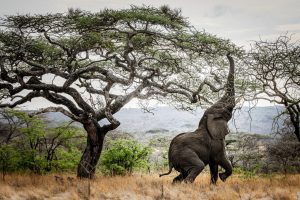 Elephant hanging on tree- Tarangire- Mateys Wild Tours safari photo