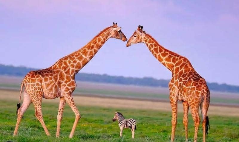 Frame-within-frame-safari-photo-Mateys-Wild-Tours.