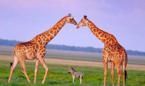 Frame-within-frame-safari-photo-Mateys-Wild-Tours