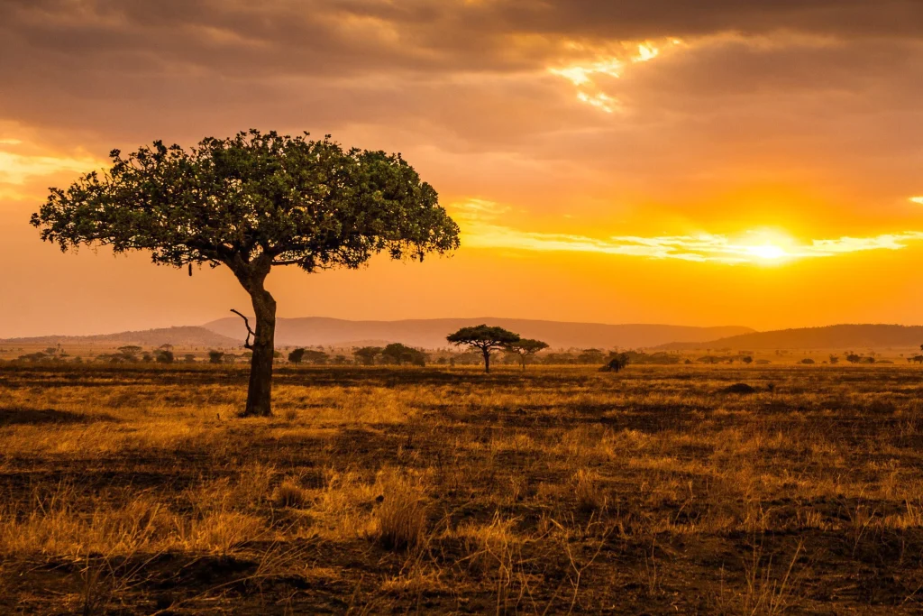 Golden Hour in Serengeti-Mateys Wild Tours.