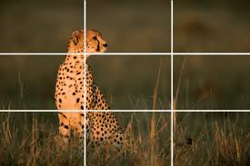 Rule of Third Rule-Mateys Wild Tours.