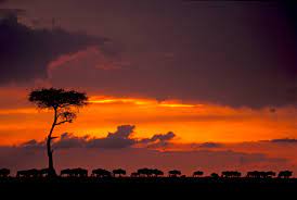 Silhouettes-serengeti-Mateys-Wild-Tours.