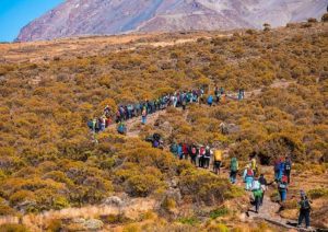 Activities in Kilimanjaro mateys-Wild-Tours-summit-