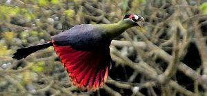 Hartlaub’s Turaco-Mateys Wild Tours 