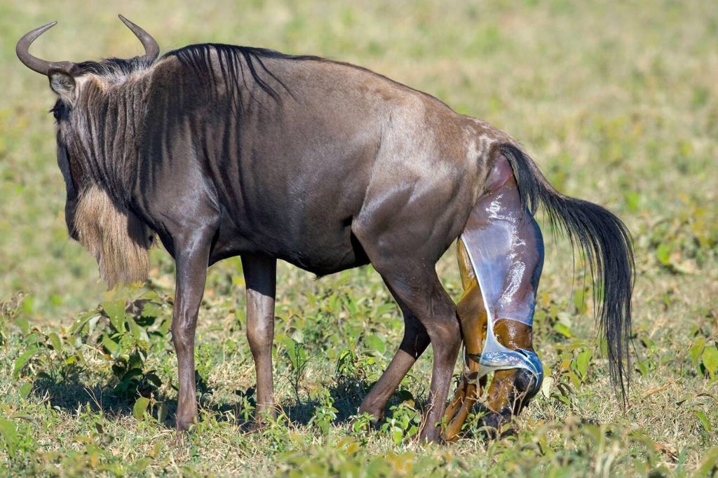 Wildebeest Calving Season in Ndutu January-Mateys Wild Tours.