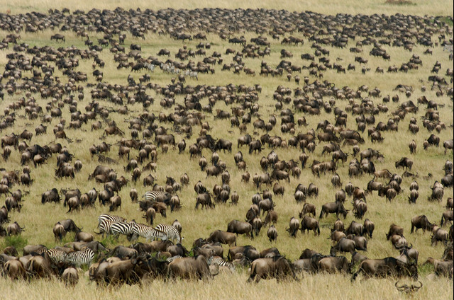 Wildebeest Migration Grazing n Masai Mara
