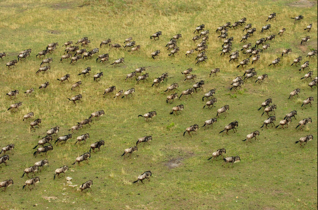 Wildebeest Migration in May-Mateys Wild Tours