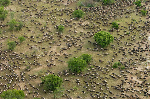 Wildebeest Migration in November-Mateys Wild Tours