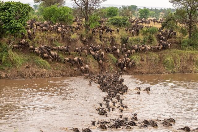 wildebeest Migration Mara Rive-Mateys Wild Tours