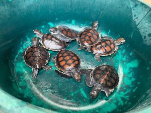 Zanzibar Excursion-Mateys Wild Tours 13