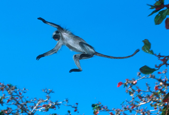 Zanzibar Red Colobus Monkey-Things To Do In Zanzibar