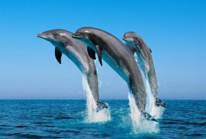 Zanzibar Excursion Mateys Wild Tours 12