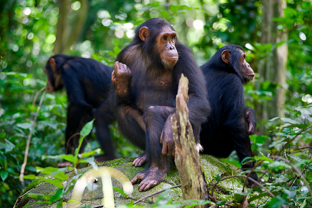 Chimpanzee in Gombe National Park-Mateys Wild Tours