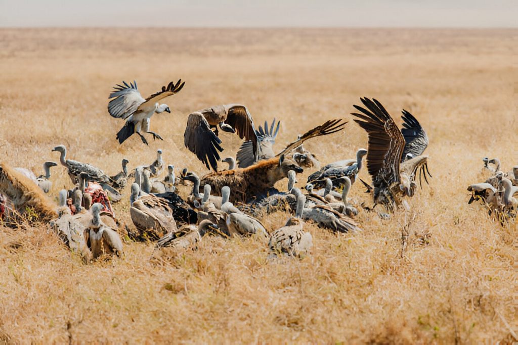 Tanzanian Birds in October by Mateys Wild Tours.
