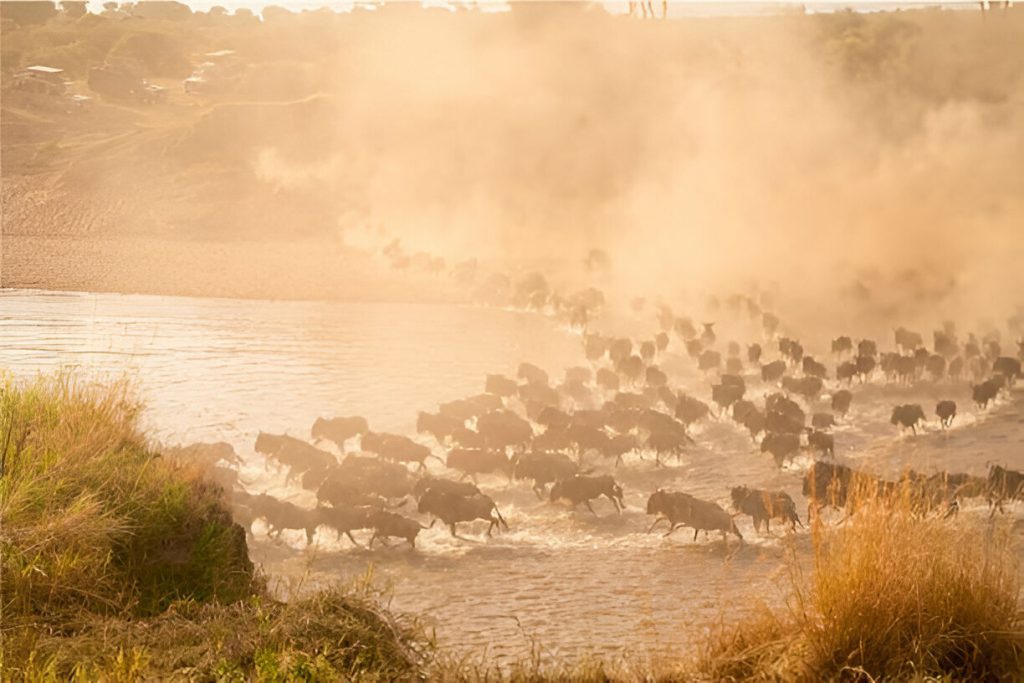 Wildebeest Migration in September by Mateys Wild Tours.