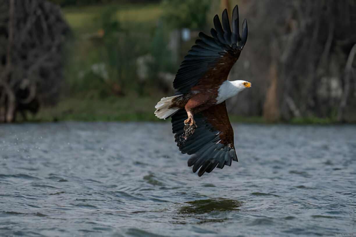 African-Fish Eagle-Selous-Nyerere National Park