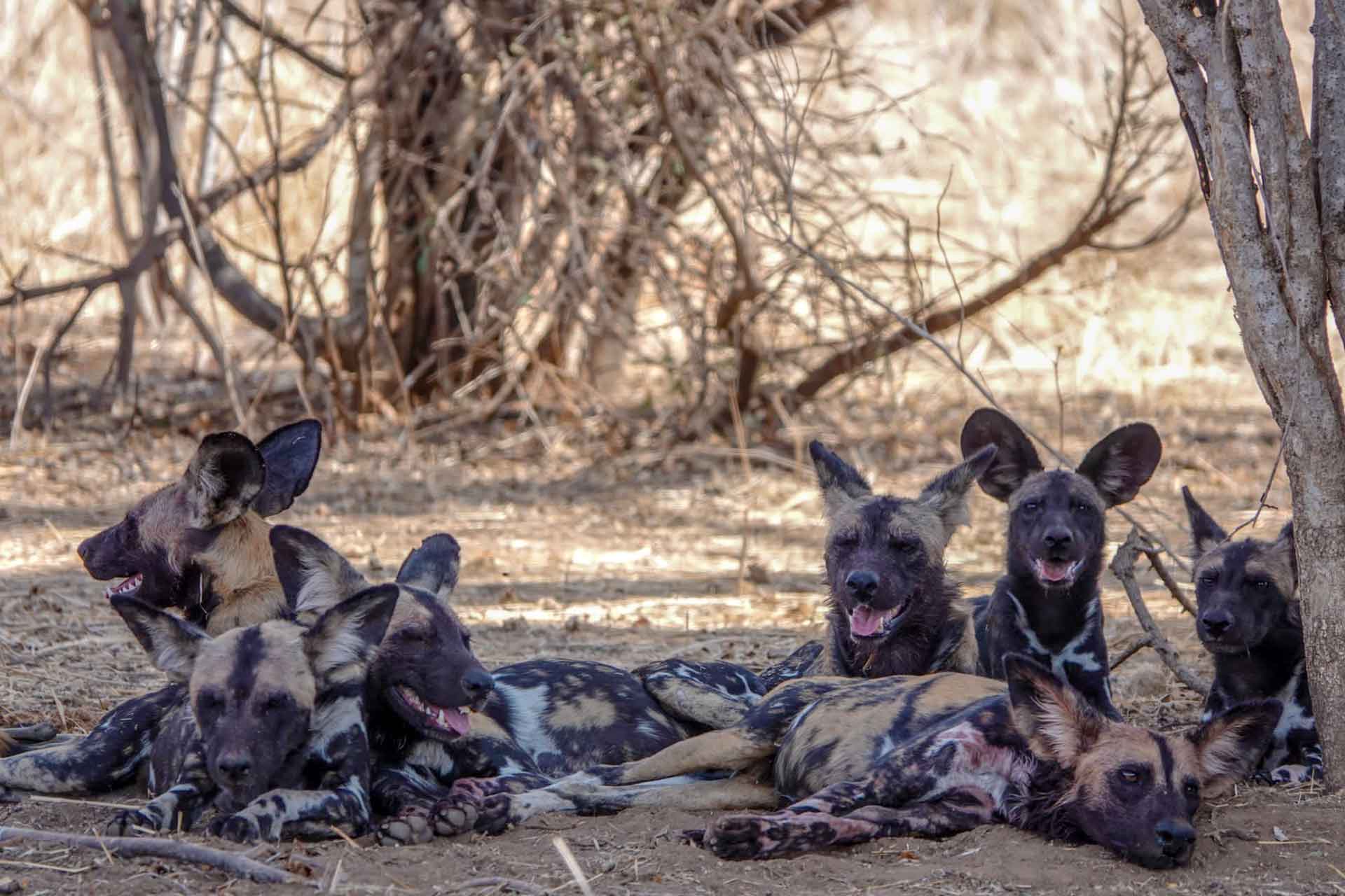 African Wild Dogs-Mateys Tours