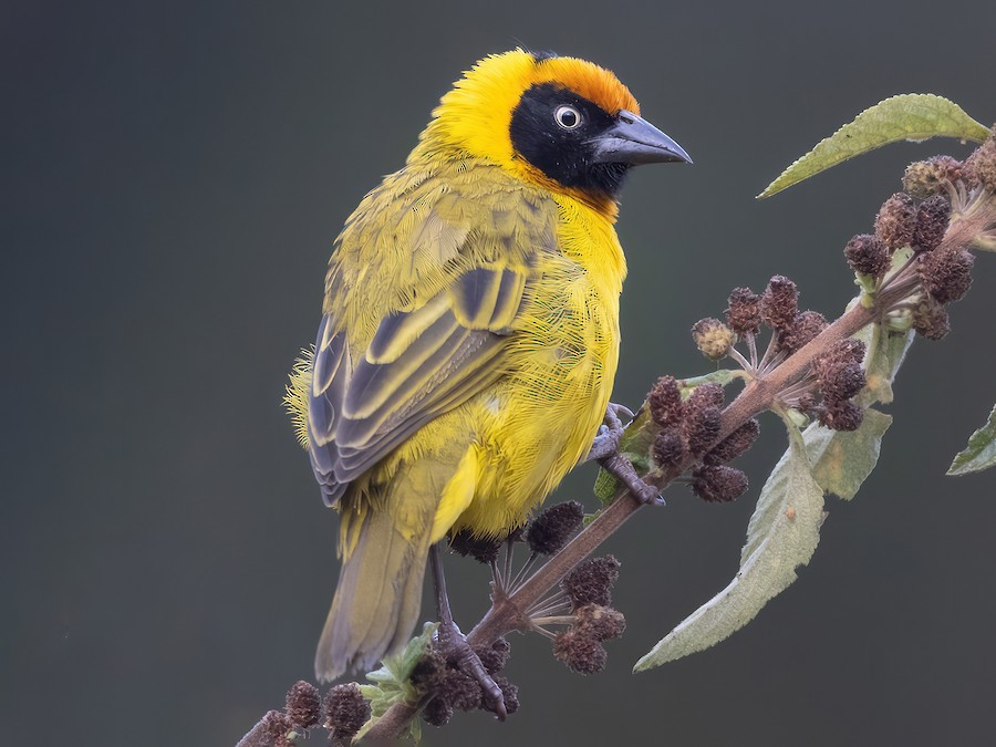 Betrams Weaver-Uluguru-Mateys Wild Tours