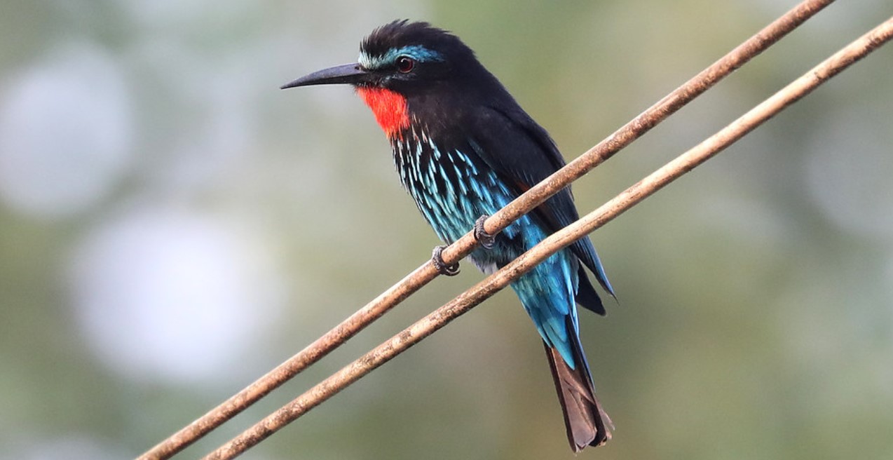 Black-Bee-eater-1Ruaha-Mateys Wild Tours
