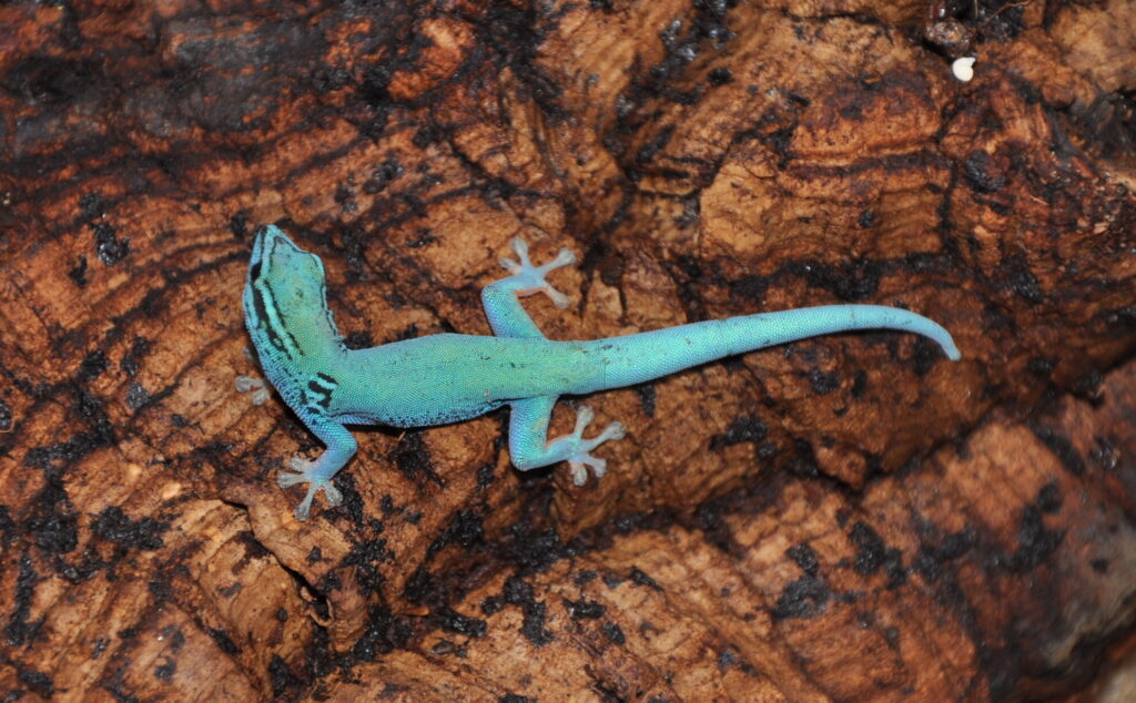 Electric Blue Gecko-Kimboza Forest-Mateys Wild Tours