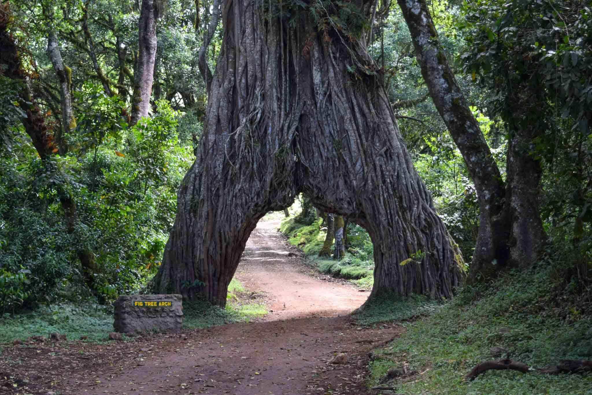 Fig Tree Arusha Park-Mateys Tours