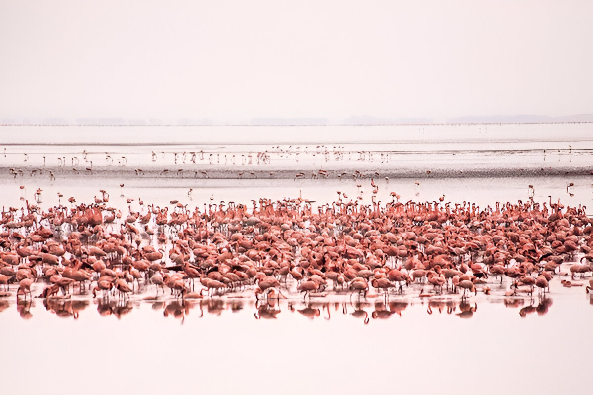 Flamingoes-Lake Manyara-Mateys Tours