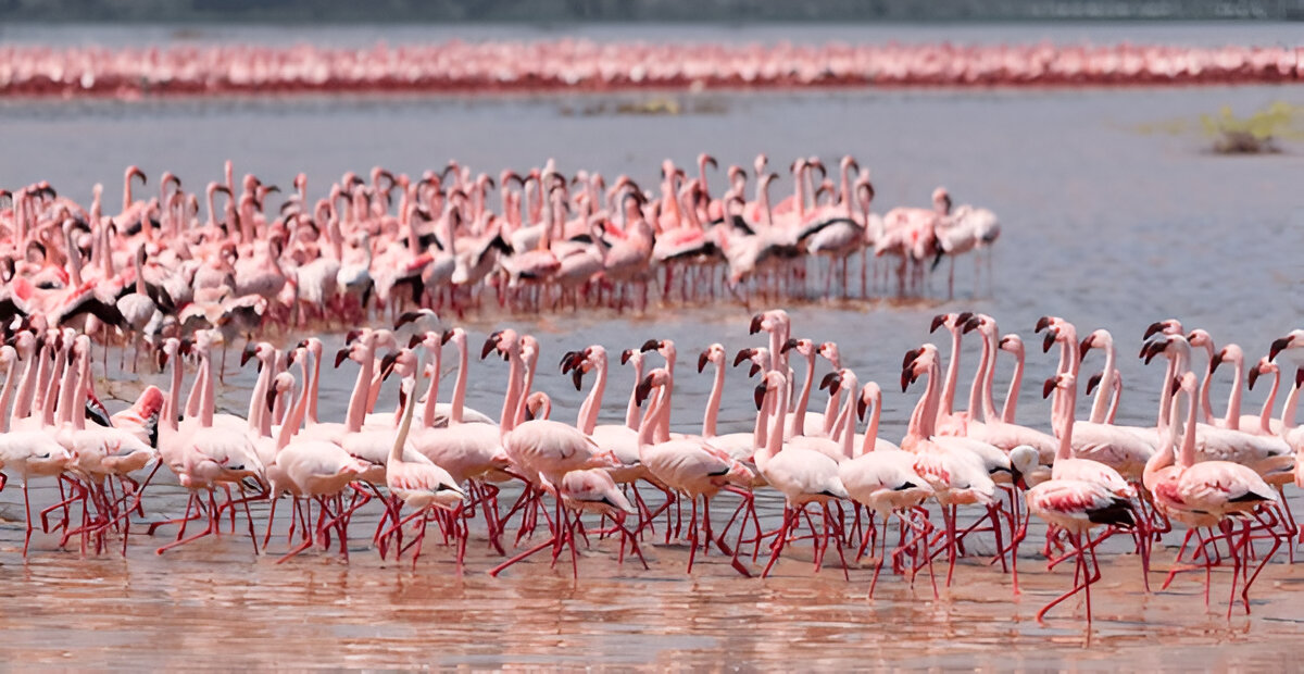 Flamingo Pinks-Mateys Tours