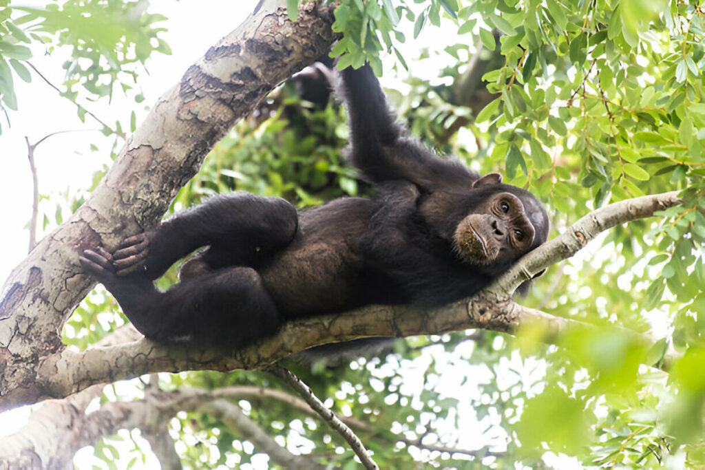 Gombe Stream National Park-Mateys Wild Tours