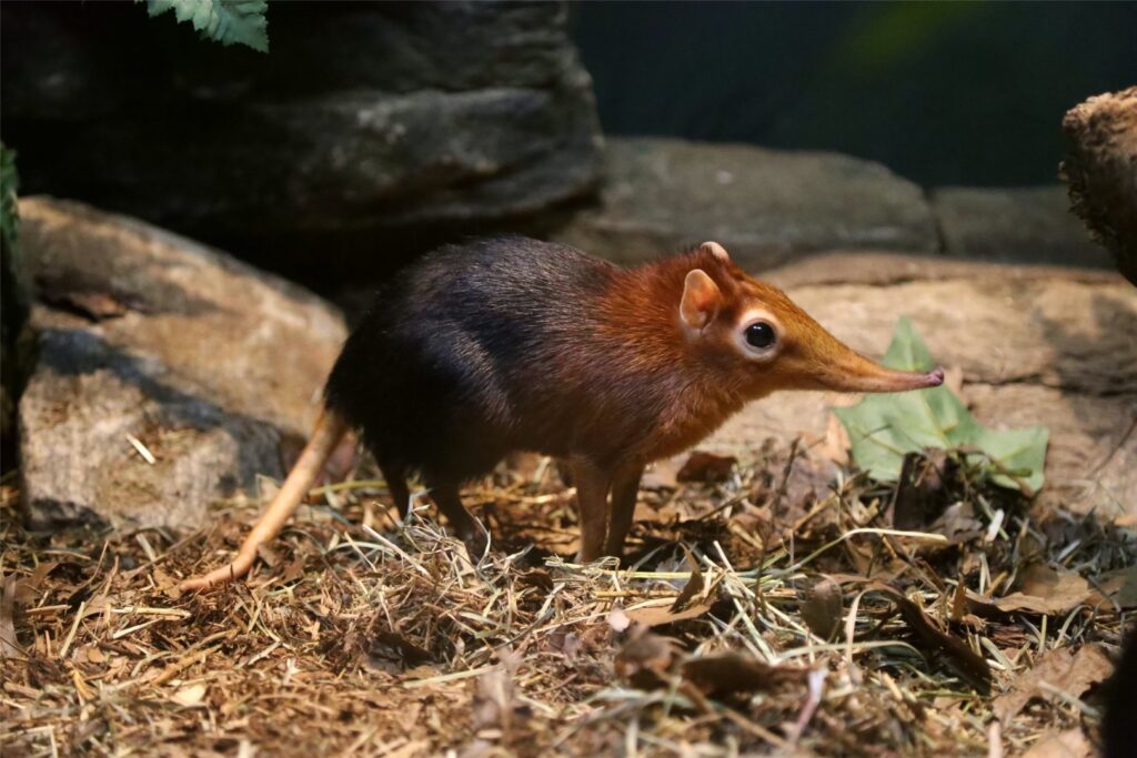 Grey-Faced-Sengi-Udzungwa-Mateys Wild Tours