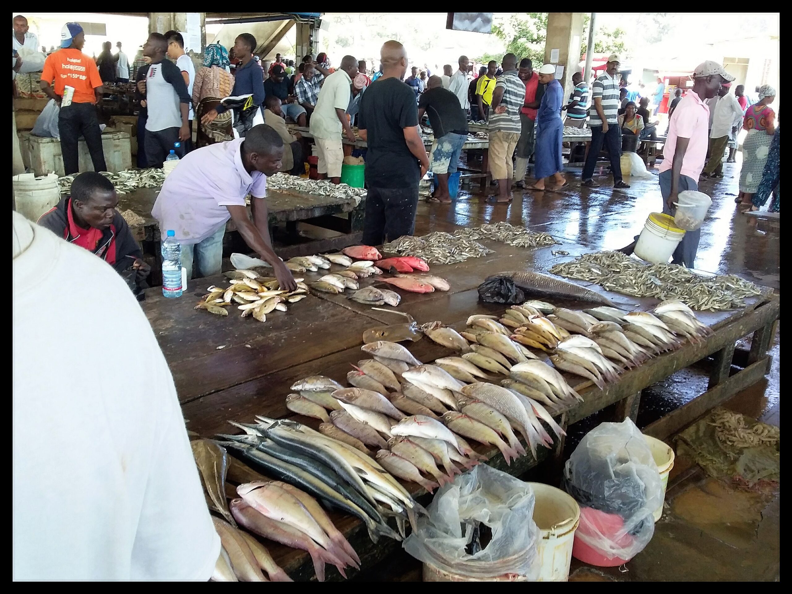 Kigoma fish Market-Mateys Tours