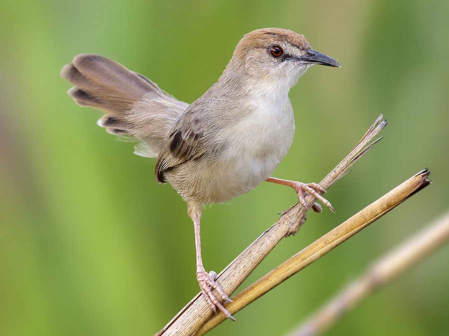 Kilombero Cisticola-Mateys Wild Tours