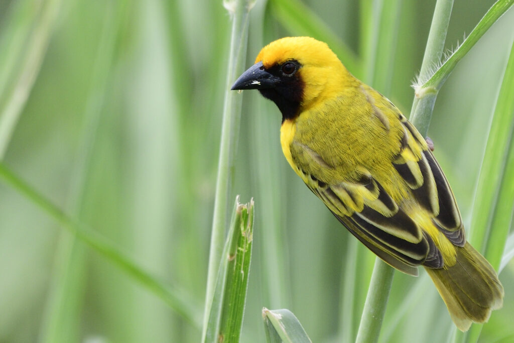 Kilombero Weaver-Mateys Wild Tours