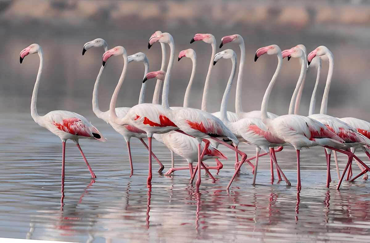 Lake Natron-Flamingos-Mateys Tours