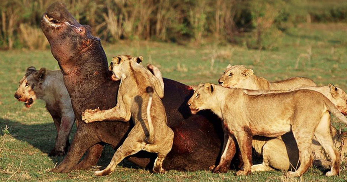 Lions-hunt-Hippo-Mikumi-National Park-Mateys Wild Tours